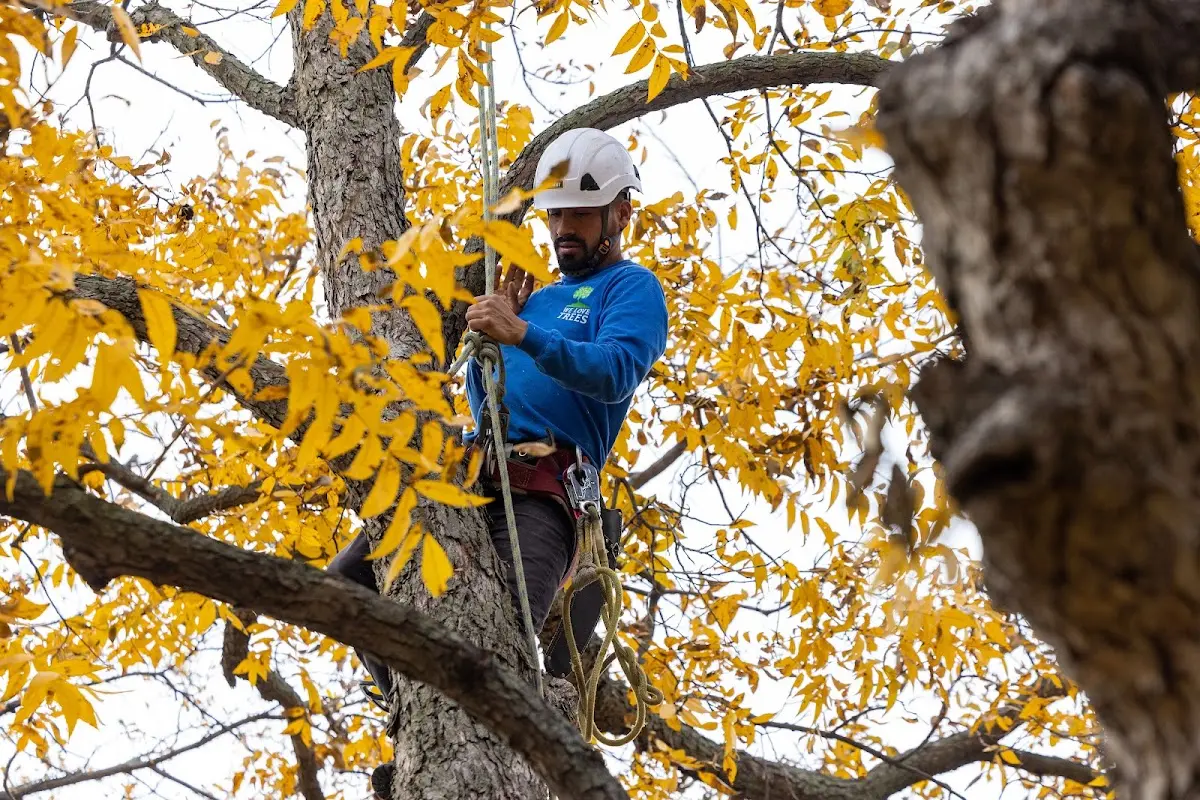 Skilled Tree Transplanting crew working in Littlestown