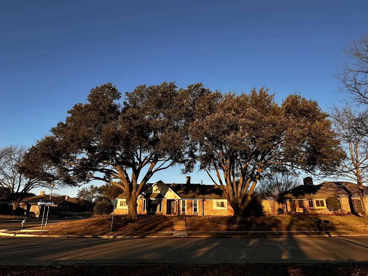 Established residential canopy tree shading a home in Littlestown